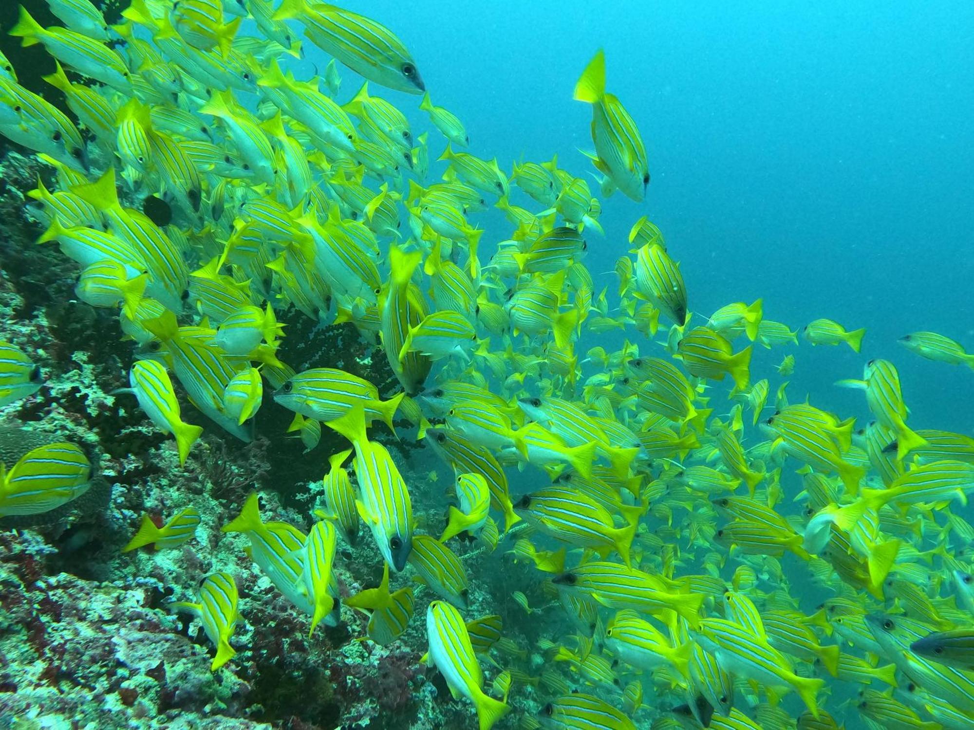 Kamadhoo Inn Buitenkant foto